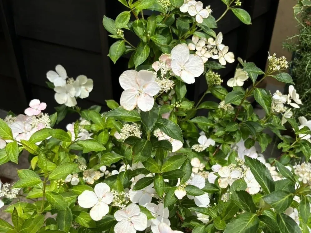 屋外の花